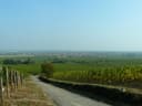 Scherwiller